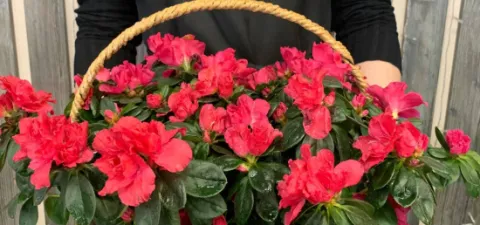 Уход за горшечными цветами