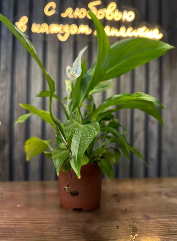 спатифиллум от интернет-магазина цветов в 