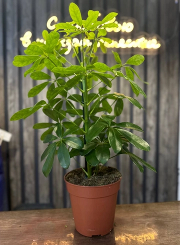 шефлера от интернет-магазина цветов в 