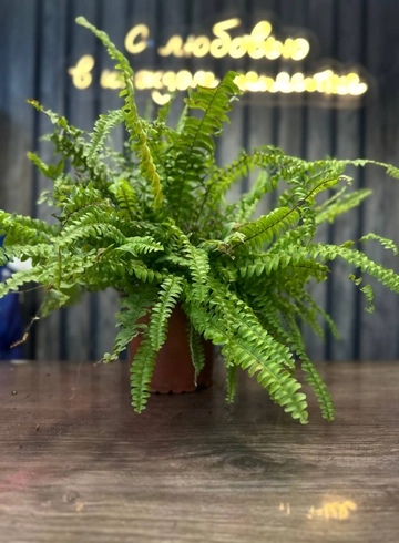 нефролепес от интернет-магазина цветов в 