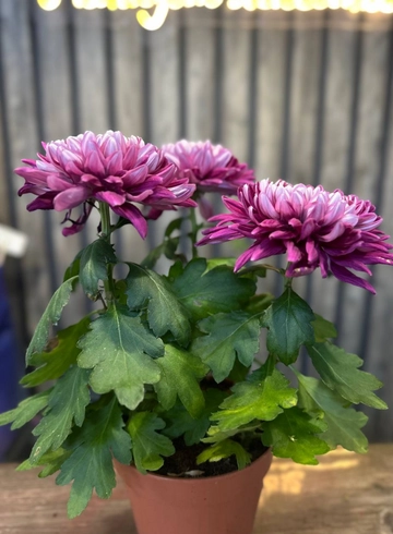 хризантема &laquo;Зембла&raquo; от интернет-магазина цветов в 