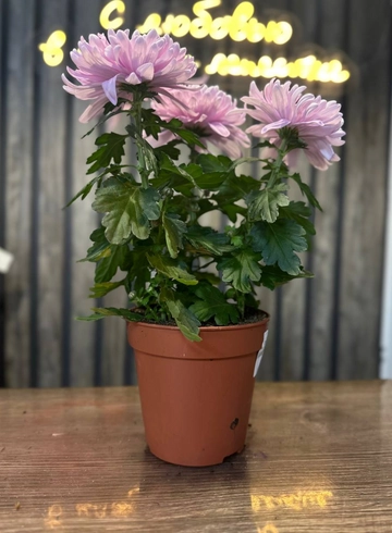 хризантема&laquo;Зембла&raquo; от интернет-магазина цветов в 