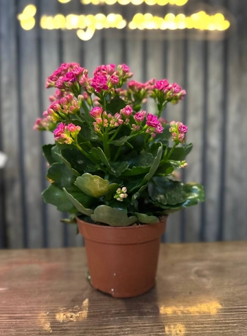 каланхоэ от интернет-магазина цветов в 