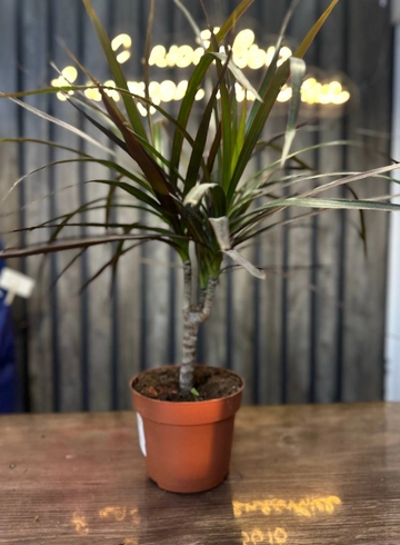 драцена от интернет-магазина цветов в 