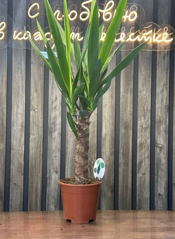 2350 от интернет-магазина цветов в 