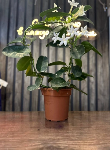 стефанотис от интернет-магазина цветов в 