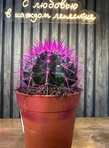 эхинокактус от интернет-магазина цветов в 