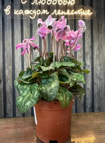 цикломен от интернет-магазина цветов в 