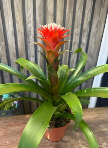 гузмания от интернет-магазина цветов в 