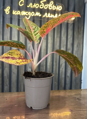 аглонема от интернет-магазина цветов в 