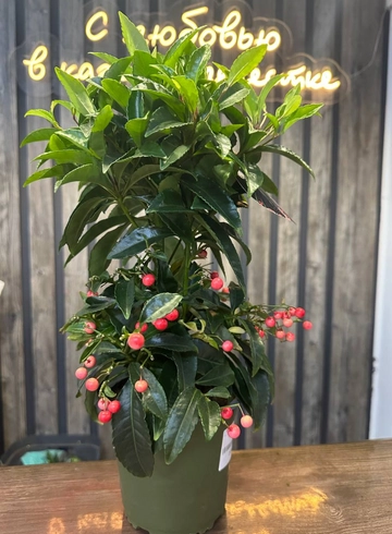 ардизия от интернет-магазина цветов в 