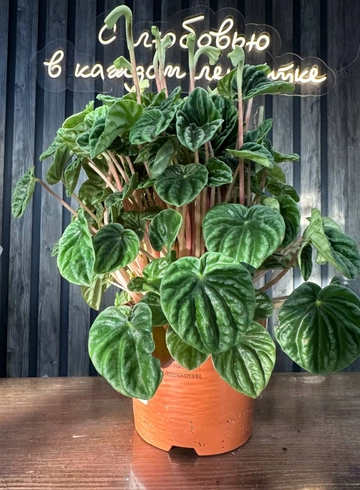 пеперомия от интернет-магазина цветов в 