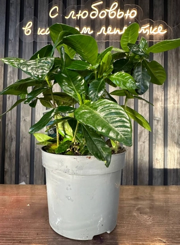 гардения от интернет-магазина цветов в 